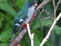 A10A3786Cuban_Trogon