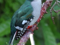 A10A3811Cuban_Trogon