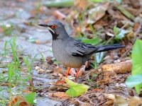 A10A4002Red-legged_Thrush