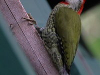 A10A4066Cuban_Green_Woodpecker