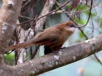 A10A4154Great_Lizard_Cuckoo