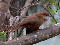 A10A4159Great_Lizard_Cuckoo