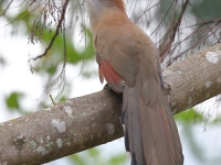 A10A4176Great_Lizard_Cuckoo