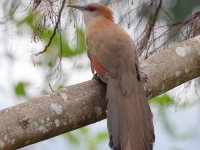 A10A4179Great_Lizard_Cuckoo