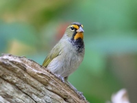 A10A2676Yellow-faced_Grassquit