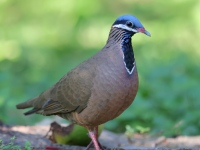 A10A2773Blue-headed_Quail-Dove