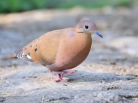 A10A2823Zenaida_Dove