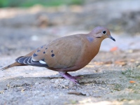 A10A2842Zenaida_Dove
