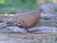 A10A2858Zenaida_Dove