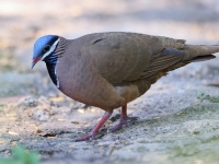 A10A2875Blue-headed_Quail-Dove