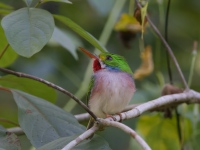 A10A2997Cuban_Tody