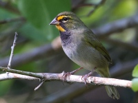 A10A8897Yellow-faced_Grassquit