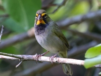 A10A8904Yellow-faced_Grassquit