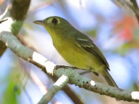 A10A8965Cuban_Vireo