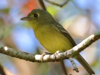 A10A8981Cuban_Vireo