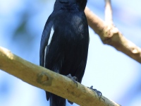 A10A9023Cuban_Bullfinch