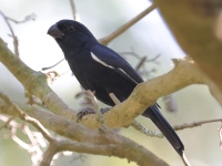 A10A9038Cuban_Bullfinch