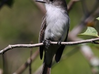 A10A9055La_Sagras_Flycatcher