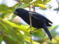 A10A9102Cuban_Bullfinch