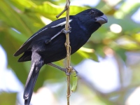 A10A9116Cuban_Bullfinch