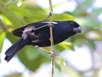 A10A9137Cuban_Bullfinch