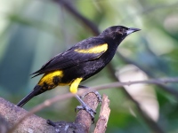 A10A9275Cuban_Oriole