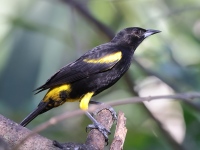 A10A9277Cuban_Oriole