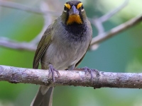A10A9351Yellow-faced_Grassquit