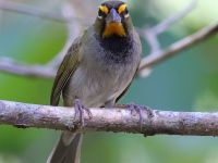 A10A9351Yellow-faced_Grassquit