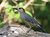 A10A9370West_Indian_Woodpecker