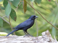 A10A9381Cuban_Blackbird