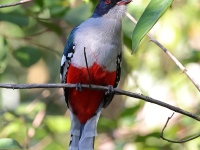 A10A9437Cuban_Trogon