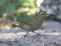 A10A9446Yellow-faced_Grassquit