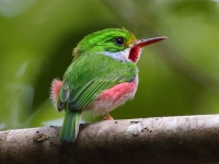 A10A9550Cuban_Tody