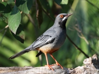 A10A9646Red-legged_Thrush