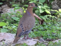 A10A9658Zenaida_Dove