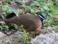 A10A9714Blue-headed_Quail-dove