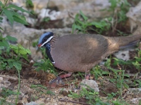 A10A9750Blue-headed_Quail-Dove