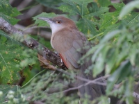 A10A9788Great_Lizard_Cuckoo