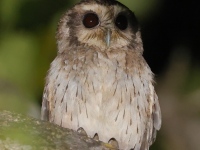 A10A9799Bare-legged_Owl