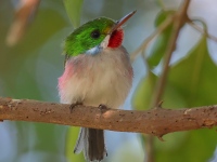 A10A0828Cuban_Tody