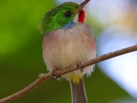 A10A0870Cuban_Tody