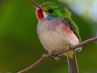 A10A0879Cuban_Tody