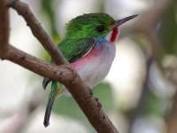 A10A0910Cuban_Tody