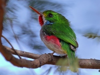 A10A0929Cuban_Tody