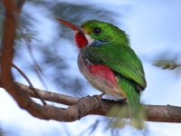 A10A0933Cuban_Tody