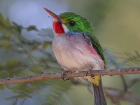 A10A0951Cuban_Tody