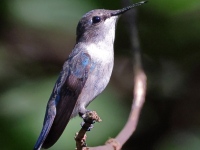 A10A0993Female_Bee_Hummingbird