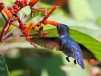 A10A0996Bee_Jummingbird