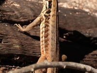 A10A1057Cuban_Lizard